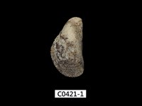 藏品(毛殼菜蛤)的圖片